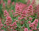 Ektar 100 Color Negative Film, 120 5-Pack